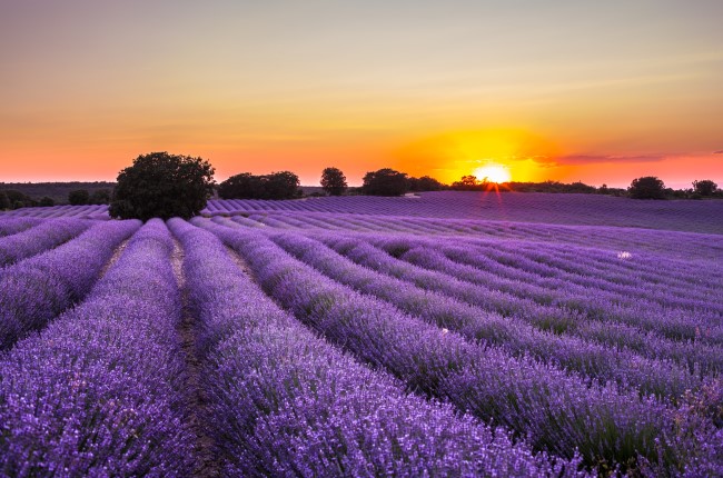GUADALAJARA Y CAMPOS DE LAVANDA DE BRIHUEGA